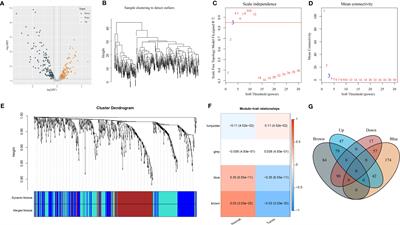 Identification of markers for predicting prognosis and endocrine metabolism in nasopharyngeal carcinoma by miRNA–mRNA network mining and machine learning